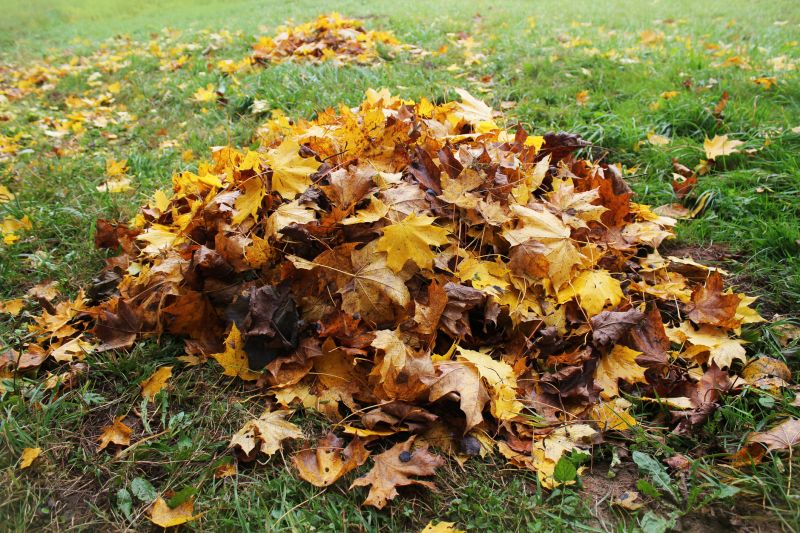 Lawn Health During Fall