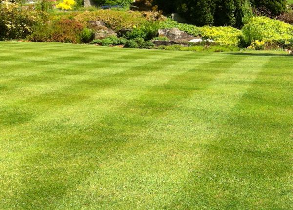 Commercial Grass Cutting in Brownsburg