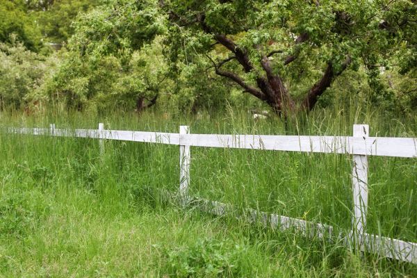Cost of Fence Line Trimming in Brownsburg